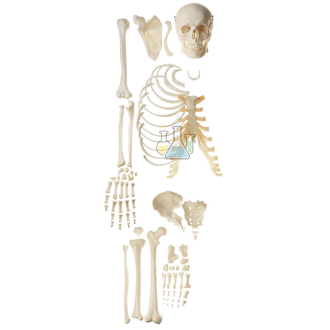 Unassembled Half Homoskeleton Model